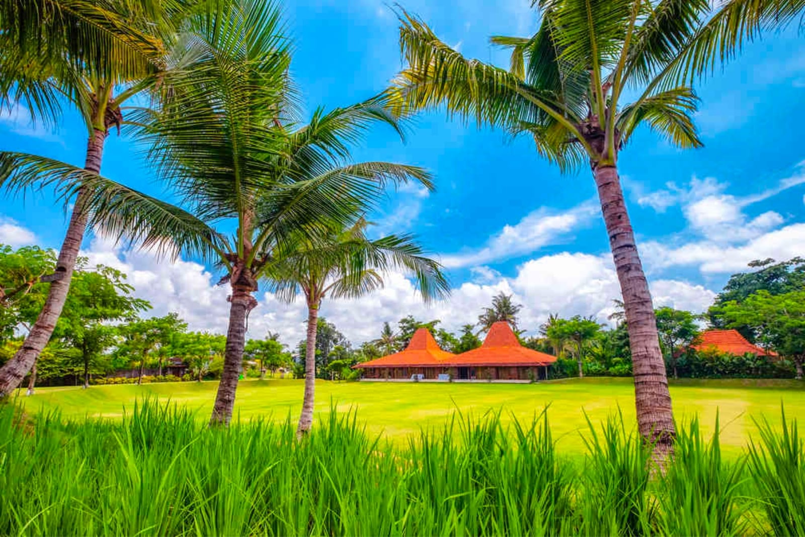 Fields of grass at Bali resort